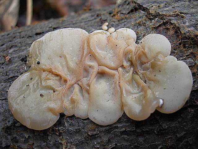 le  Specie  invernali  del  Leimental